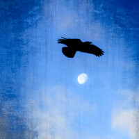 Buy canvas prints of Hooded Crow's Night Flight  by Taina Sohlman