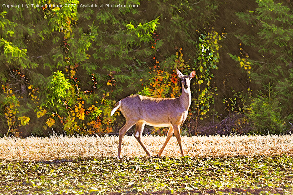 White-tailed Deer in Sugar Beet Field in Autumn  Picture Board by Taina Sohlman
