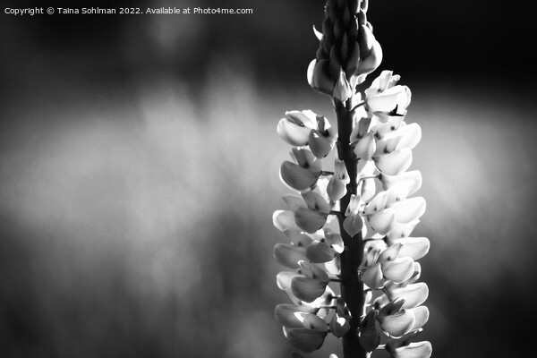 Wild Lupin Monochrome Picture Board by Taina Sohlman