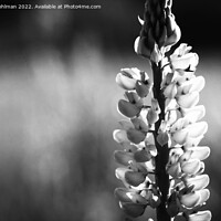 Buy canvas prints of Wild Lupin Monochrome by Taina Sohlman