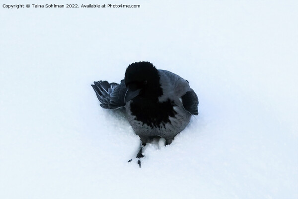 Hooded Crow in Deep Snow Picture Board by Taina Sohlman