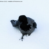 Buy canvas prints of Hooded Crow in Deep Snow by Taina Sohlman