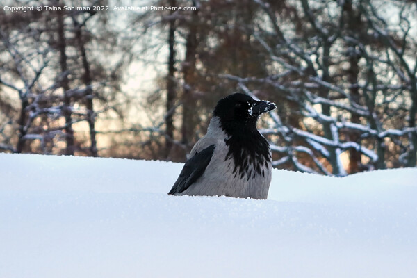 Hooded Crow, Corvus Cornix, Conserving Warmth in W Picture Board by Taina Sohlman