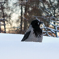 Buy canvas prints of Hooded Crow, Corvus Cornix, Conserving Warmth in W by Taina Sohlman