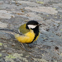 Buy canvas prints of Great Tit, Parus Major, Saying Hello by Taina Sohlman