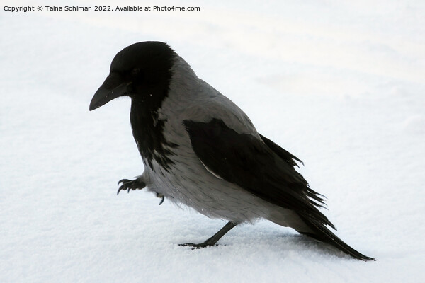 Beautiful Hooded Crow Strolling in Snow Picture Board by Taina Sohlman
