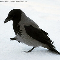 Buy canvas prints of Beautiful Hooded Crow Strolling in Snow by Taina Sohlman