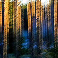 Buy canvas prints of Sunlit Pines  by Taina Sohlman