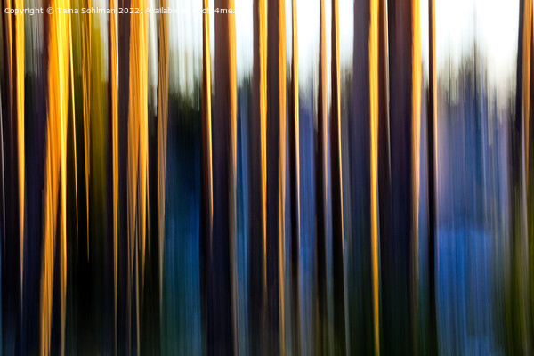 Pine Tree Trunks Illuminated by Morning Sun Picture Board by Taina Sohlman