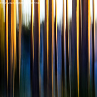 Buy canvas prints of Pine Tree Trunks Illuminated by Morning Sun by Taina Sohlman