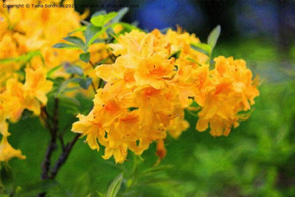 Yellow Rhododendron Flowers Picture Board by Taina Sohlman