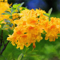Buy canvas prints of Yellow Rhododendron Flowers by Taina Sohlman