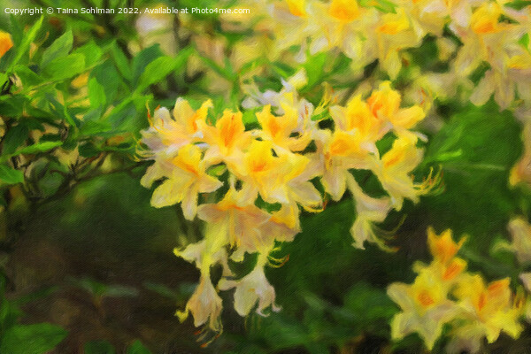 Yellow Rhododendron Flowers in the Park Picture Board by Taina Sohlman