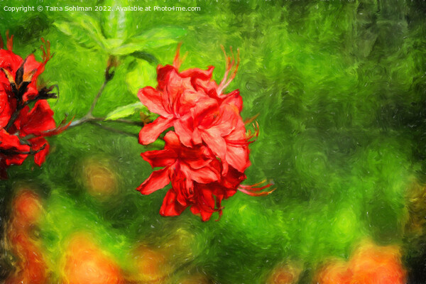 Red Rhododendron Flowers Digital Art Picture Board by Taina Sohlman