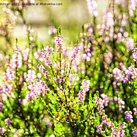 Buy canvas prints of Sunlight on Blossoming Heather Digital Art by Taina Sohlman