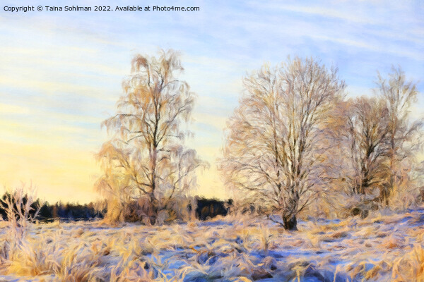 Morning Sunlight on Frosted Trees on Christmas Day Picture Board by Taina Sohlman