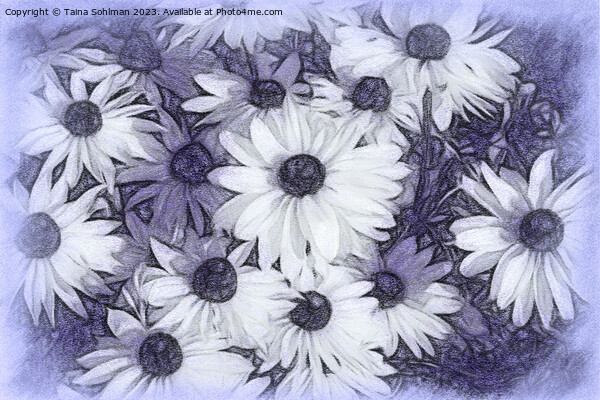 Rudbeckia Flowers Digital Art in Tones of Lavender Picture Board by Taina Sohlman