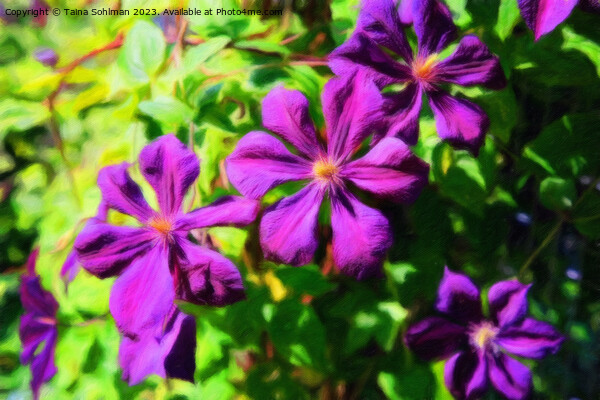 Purple Clematis Flowers Impressions Picture Board by Taina Sohlman