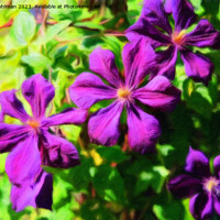 Buy canvas prints of Purple Clematis Flowers Impressions by Taina Sohlman