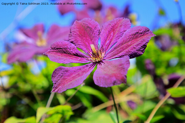 Single Purple Clematis Flower  Picture Board by Taina Sohlman