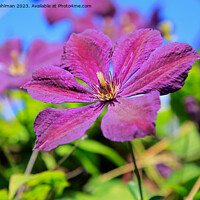 Buy canvas prints of Single Purple Clematis Flower  by Taina Sohlman