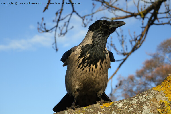 Male Hooded Crow Watching Over His Kingdom Picture Board by Taina Sohlman