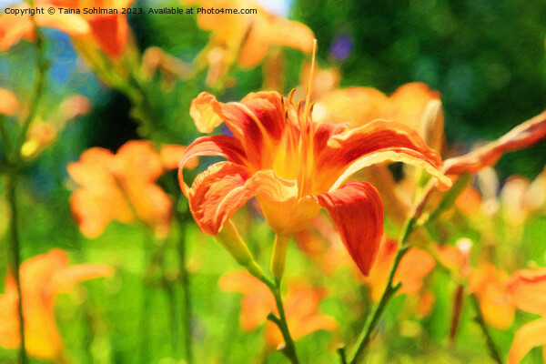 Orange Day Lily, Hemerocallis Flower in Summer Sun Picture Board by Taina Sohlman