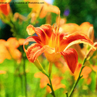 Buy canvas prints of Orange Day Lily, Hemerocallis Flower in Summer Sun by Taina Sohlman
