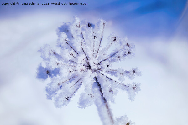 Hoarfrost on Anthriscus sylvestris, Cow Parsley in Picture Board by Taina Sohlman