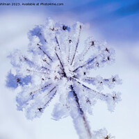 Buy canvas prints of Hoarfrost on Anthriscus sylvestris, Cow Parsley in by Taina Sohlman