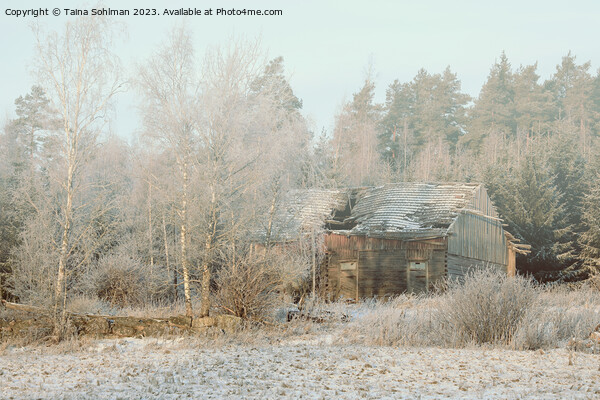 Abandoned Wooden Farm Building in Winter Picture Board by Taina Sohlman