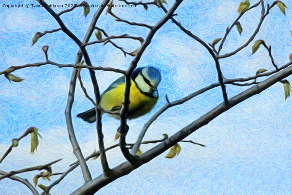 Little Blue Tit is Looking at You Picture Board by Taina Sohlman