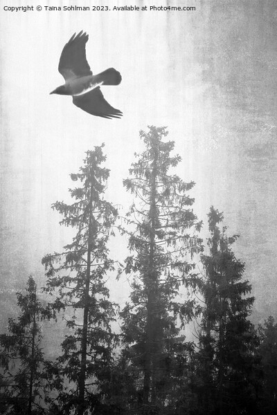 Hooded Crow Flying in Spruce Forest  Picture Board by Taina Sohlman