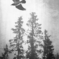Buy canvas prints of Hooded Crow Flying in Spruce Forest  by Taina Sohlman
