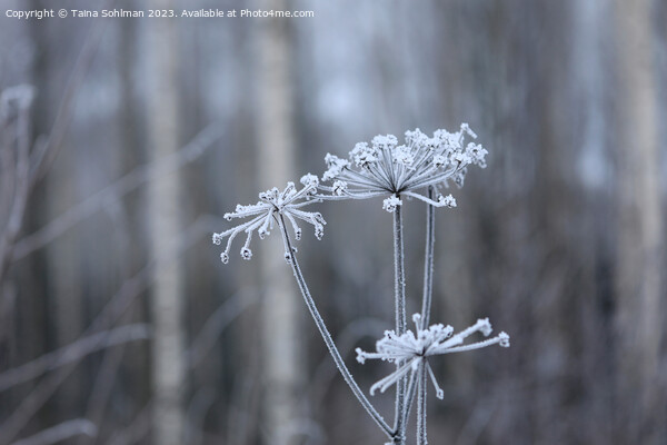Hoarfrost on Anthriscus sylvestris, Cow Parsley  Picture Board by Taina Sohlman