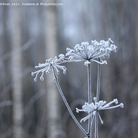 Buy canvas prints of Hoarfrost on Anthriscus sylvestris, Cow Parsley  by Taina Sohlman