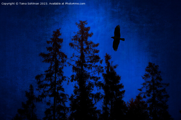 Hooded Crow Flying in Mystic Forest Picture Board by Taina Sohlman