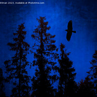 Buy canvas prints of Hooded Crow Flying in Mystic Forest by Taina Sohlman
