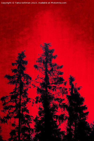 Mystic Forest Against Red Sky Picture Board by Taina Sohlman