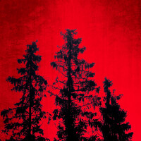 Buy canvas prints of Mystic Forest Against Red Sky by Taina Sohlman