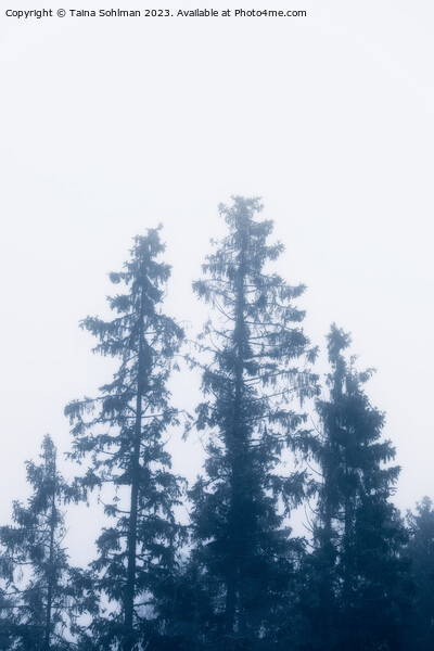 Tall Spruce Trees In Mist Picture Board by Taina Sohlman