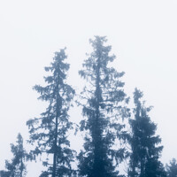 Buy canvas prints of Tall Spruce Trees In Mist by Taina Sohlman