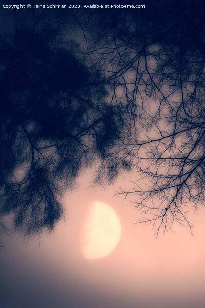 Misty February Moon in the Pink Sky Vertical Picture Board by Taina Sohlman