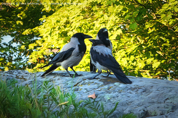 Family of Hooded Crows Picture Board by Taina Sohlman