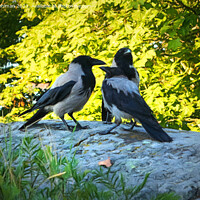 Buy canvas prints of Family of Hooded Crows by Taina Sohlman