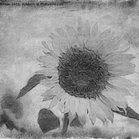 Buy canvas prints of Sunflower, Aged by Taina Sohlman