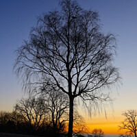 Buy canvas prints of Birch Tree at Daybreak by Taina Sohlman