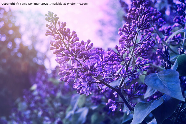 Dream of Lilacs 1 Picture Board by Taina Sohlman