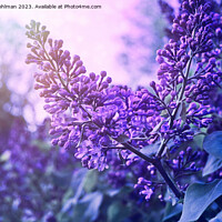 Buy canvas prints of Dream of Lilacs 1 by Taina Sohlman