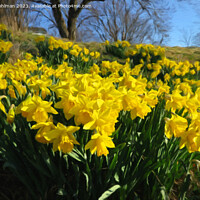 Buy canvas prints of Yellow Daffodils by Taina Sohlman